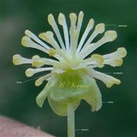  Male Flower-See calyx, 2 petals and stamens